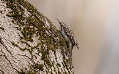 Ontario woodlot owners log bird sightings for conservation