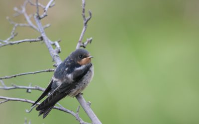 Federal government announces changes to Migratory Birds Regulations