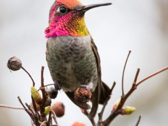 Feeding and attracting hummingbirds