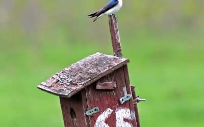 Rescuing data to help rescue bird populations 