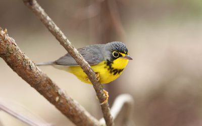 Birdathon proceeds build support for Canada Warblers on Colombian wintering grounds