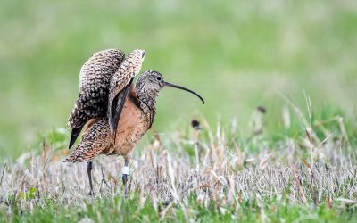 Meet four bird Species at Risk in British Columbia