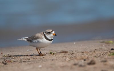 Piping Plovers hatched in 2021 return to Ontario’s beaches