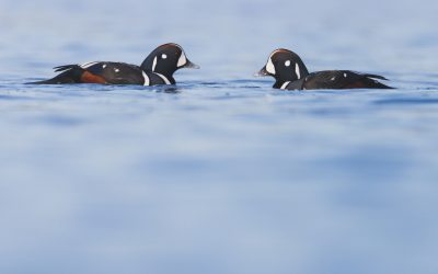 Can you help? Volunteers needed to survey birds along the British Columbia coast