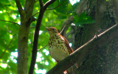 Losing the edge: how Wood Thrush population trends differ in different parts of their range