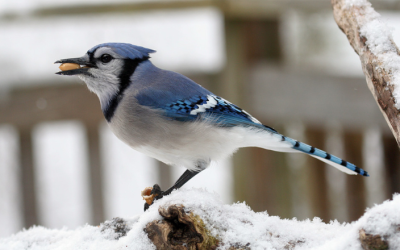 Winter can be hard. Project FeederWatch makes it easier!