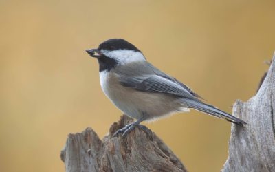 You don’t need a feeder or experience to help birds with Project FeederWatch!