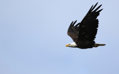 Press release: New website features raptor migration count trends from across the continent  and debuts Raptors at Risk list