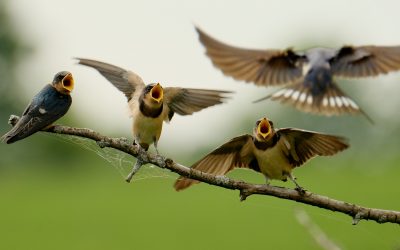 Speaking up for birds and biodiversity at NatureCOP