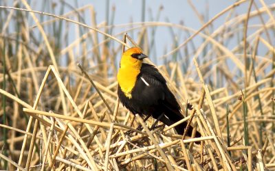 Alberta’s Frank Lake is an ideal spot for birds – not a solar farm