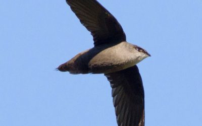 The Chimney Swift Fund: Helping Restore Critical Habitat for a Threatened species