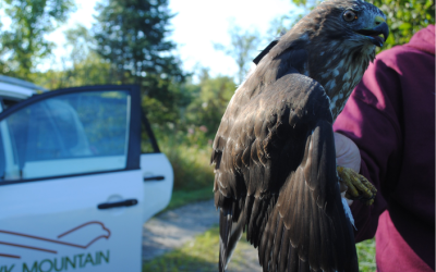 Meet “Muskoka”, a hawk on a journey to inform conservation efforts