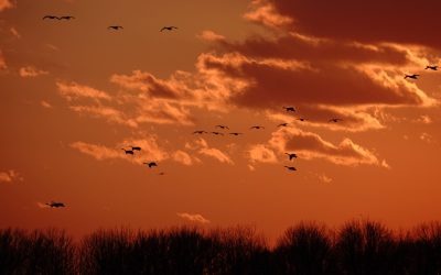 Canadian environmental groups call for ambitious global and national action to save nature before it’s too late