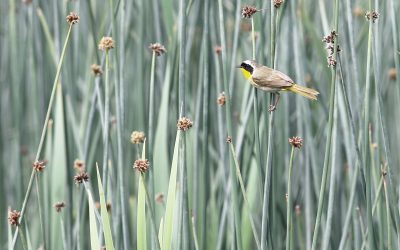 Canadian Nature Groups Welcome Global Deal to Reverse Nature Loss by 2030 at COP15