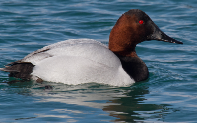 One world, united by birds. Join the Great Backyard Bird Count!