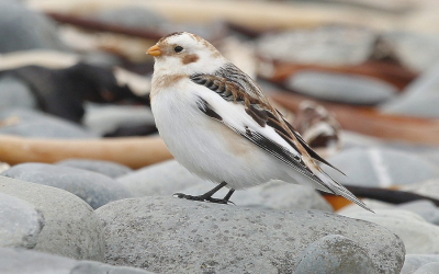 Great Backyard Bird Count 2023—Good for you, Good for Birds!