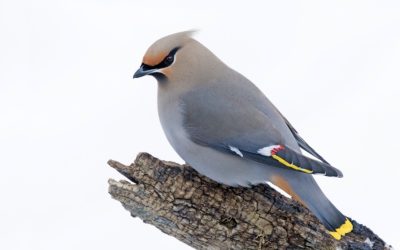 Media Release: Great Backyard Bird Count