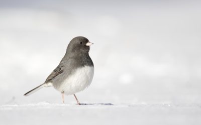 Thank you for participating in the 26th Great Backyard Bird Count!