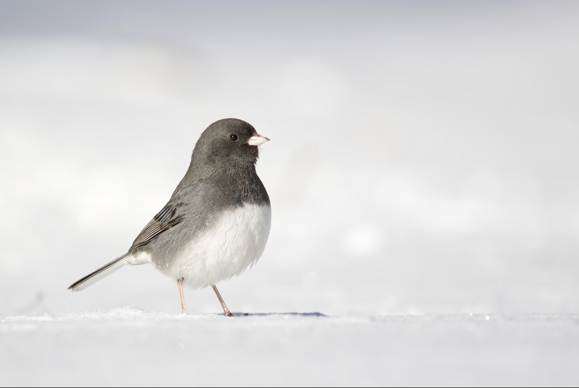 Thank you for participating in the 26th Great Backyard Bird Count ...