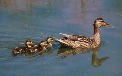 Ontario Breeding Bird Atlas-3: Engaging the province’s birders with a new interactive StoryMap