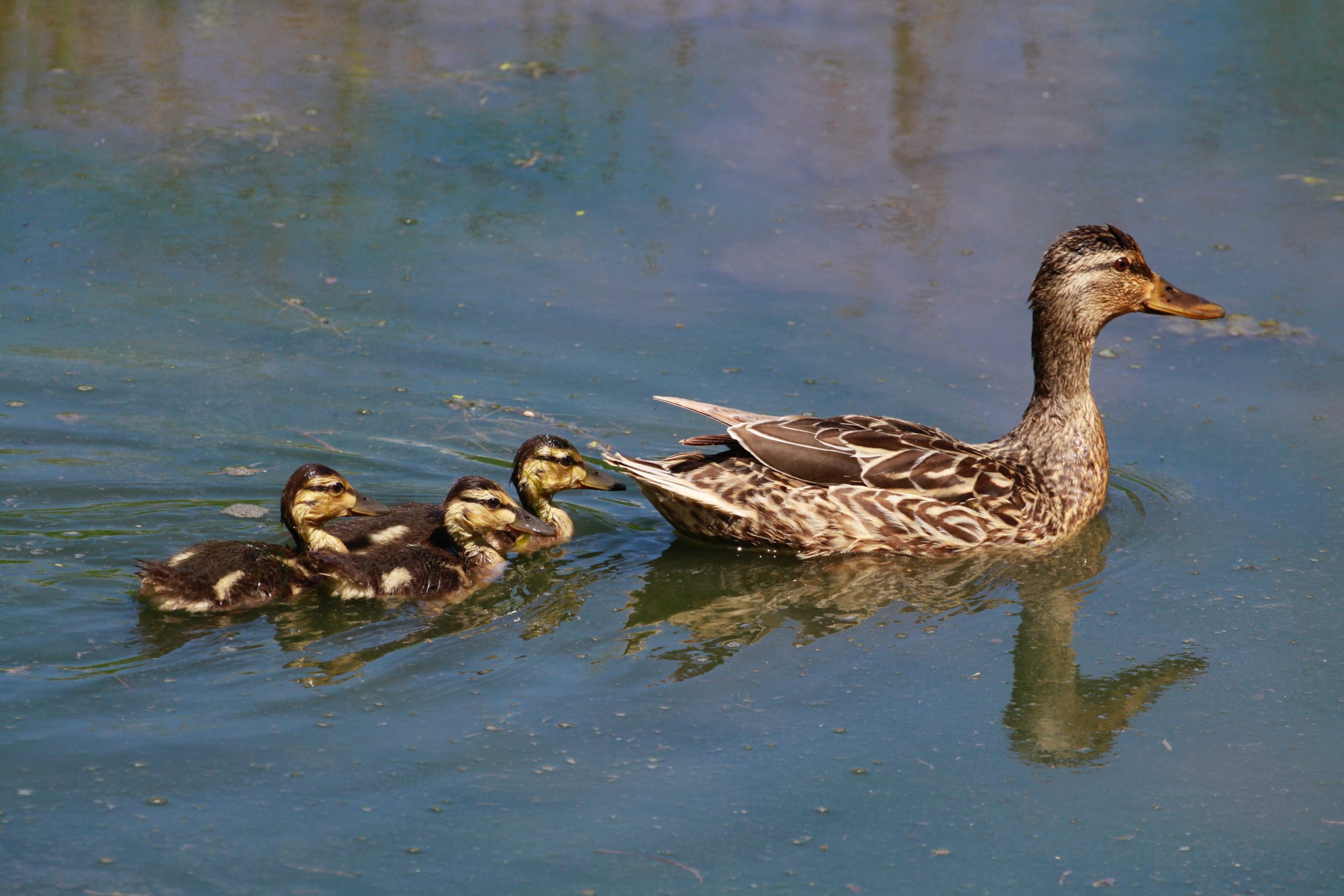 Mallard. Photo: Grant Davis