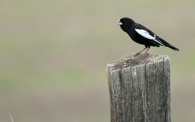 Lark Bunting: a declining prairie nomad