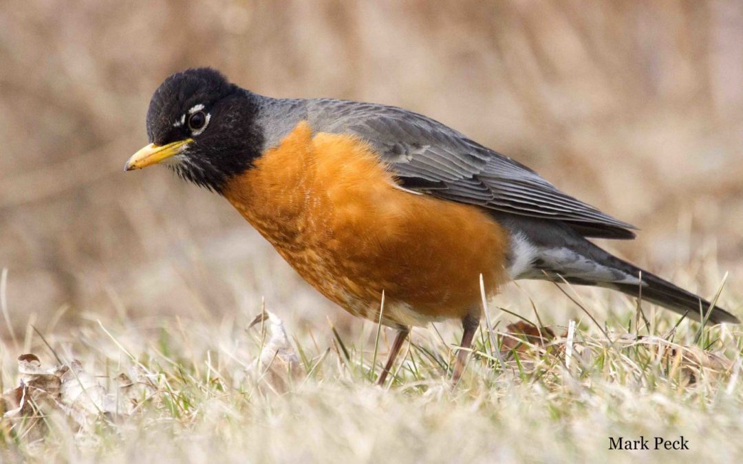 Rediscovering the Magic of our Common Birds with Julia Zarankin