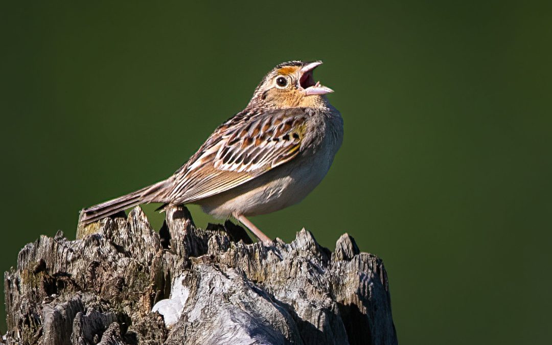 Hindi Bird Identification & Photography Walk at Colonel Samuel Smith Park