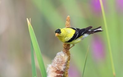 Birding for Beginners, a new free course!