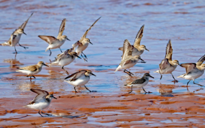 Promoting space to roost for shorebirds in the inner Bay of Fundy