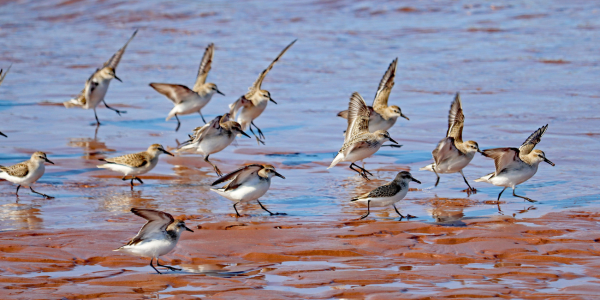 A small flock of Semipalmated Sandpipers land on a rocky shore.