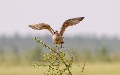 Filling the Gaps: Advancing Bird Conservation Data in Northern Ontario