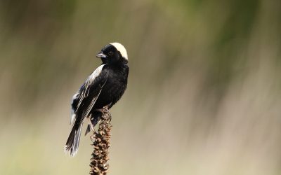 The Bird-Friendliness Index: Manitoba Case Study