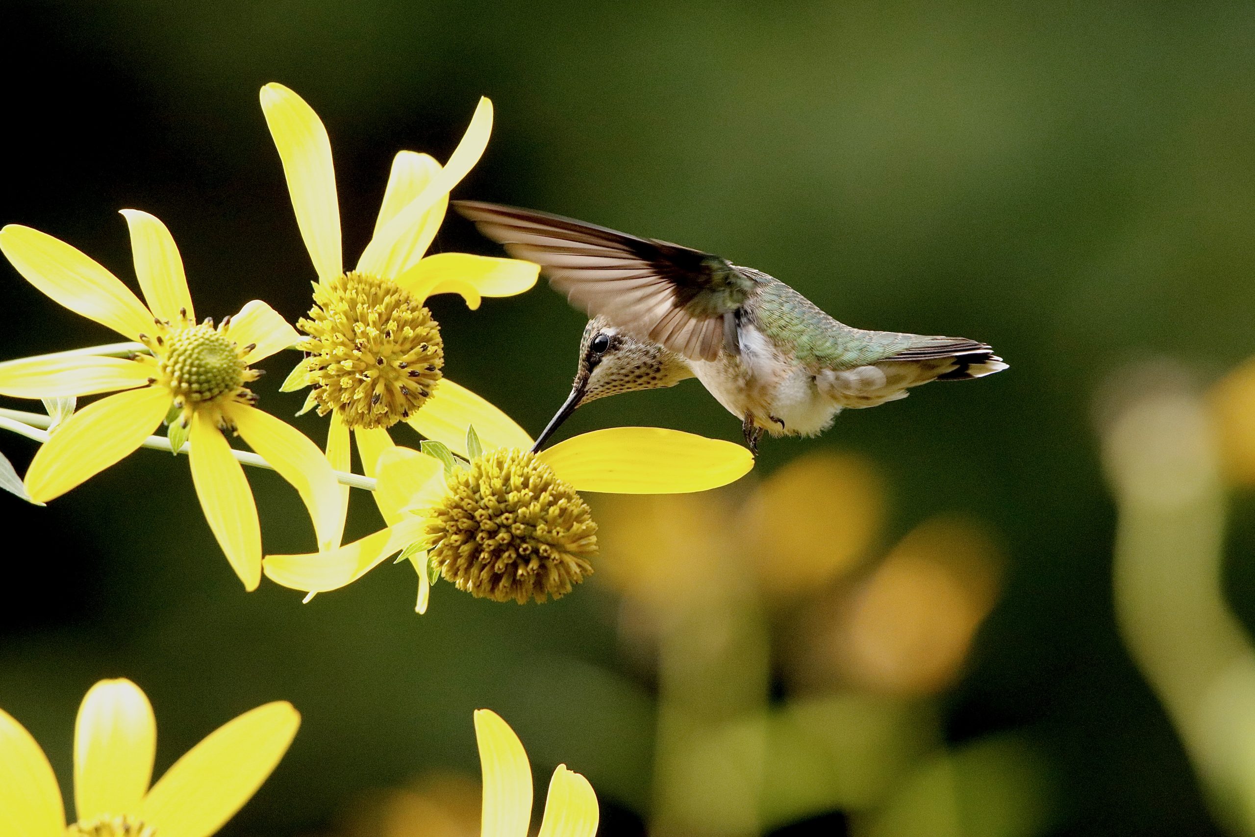 A Ruby-throated Hummingbird feeds on Wingstem (Verbesina alternifolia)