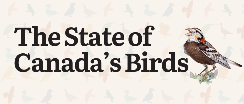 Introducing The State of Canada’s Birds - Birds Canada | Oiseaux Canada