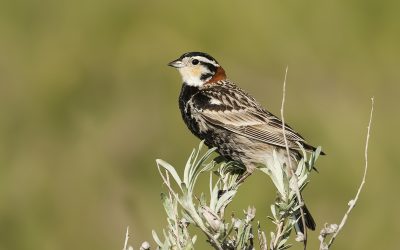 Searching for the Chestnut-collared Longspur: Visiting the Grassland Home of Our 2025 Avian Ambassador