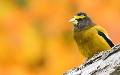 Birds Canada Community Grant: Funding projects that help conserve birds