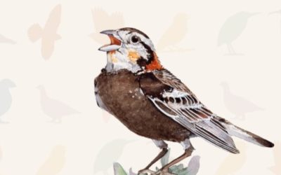 Introducing The State of Canada’s Birds