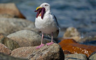 Be part of our science and conservation work on coastal and marine birds in British Columbia!