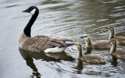 Help respond to the Avian Influenza outbreak