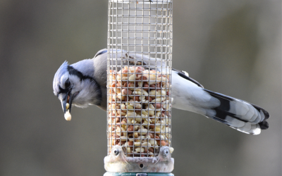 Four Ways to Attract Backyard Birds this Winter