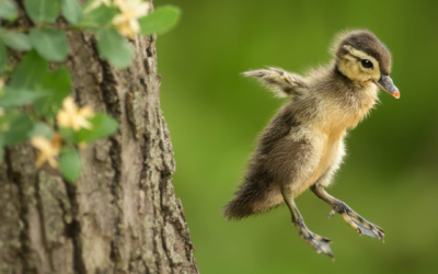 The Wood Duck’s Journey: A Conservation Success Story