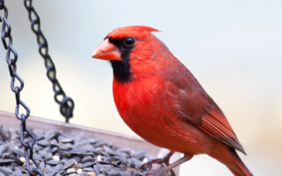 Project FeederWatch Returns for Its 38th Season: Help Birds Canada track winter bird populations from home this winter