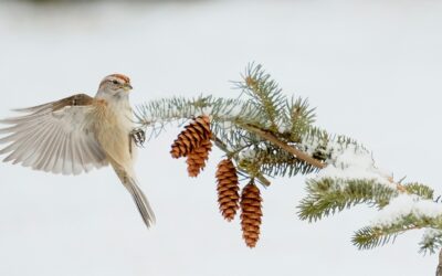 Help Count Birds for Science during the 125th Annual Christmas Bird Count