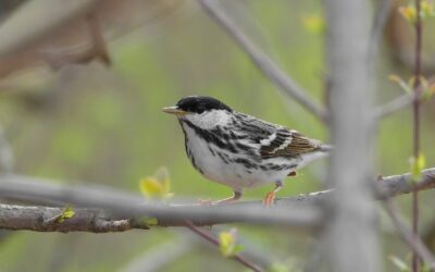 Job Posting – Ontario Breeding Bird Atlas Field Technician