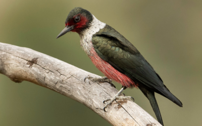 Recent updates to extinction risk assessments for Canadian birds