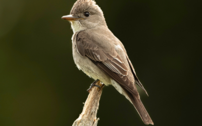 The Diplomatic Mission of the Olive-sided Flycatcher