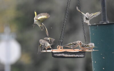 Choosing the Right Feeder and Seed: A Guide to Keeping Backyard Birds Healthy