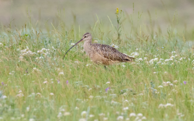 Job Posting – Grassland Bird Technicians