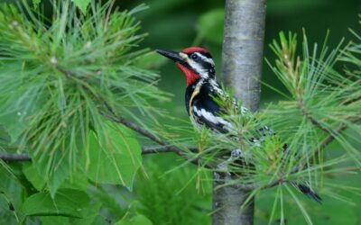 Job Posting – Ontario Breeding Bird Atlas Field Biologist